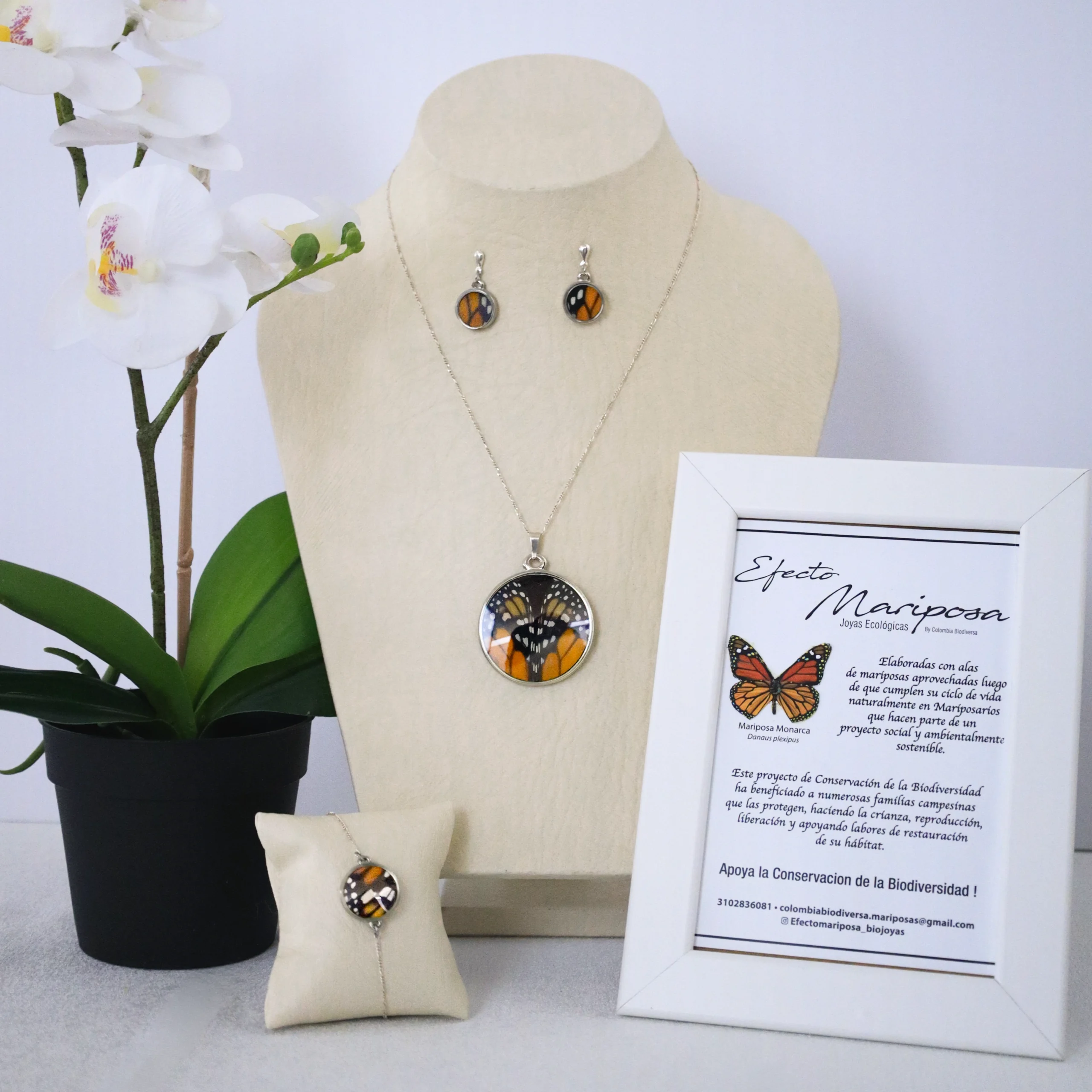 Set 1 Mariposa Monarca