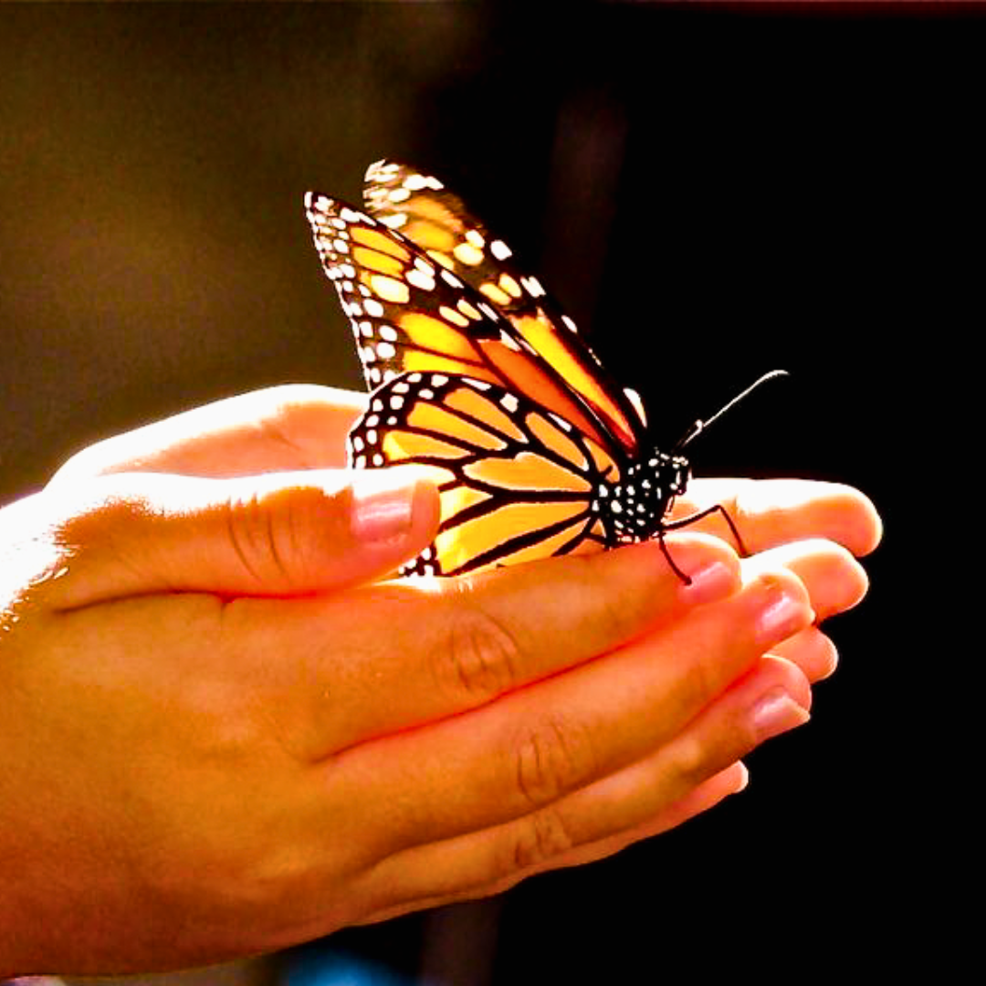 Imagen central - mariposa